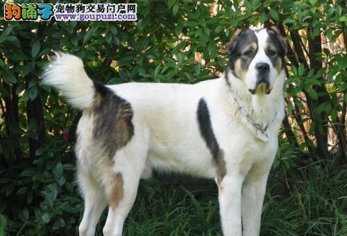 成年中亚牧羊犬养护指南（从喂食到训练，全方位关爱你的宠物）