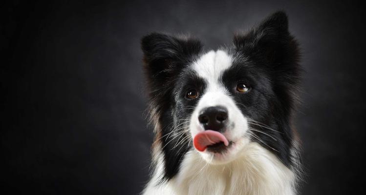 如何让宠物狗狗不挑食？（掌握这些小技巧，让爱犬吃得开心健康）