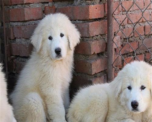 如何正确养护大白熊幼犬（从饮食到训练，宠物大白熊幼犬的全面成长指南）