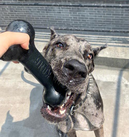 大丹犬出门必须牵着！（保护狗狗安全，做负责的宠物主人）