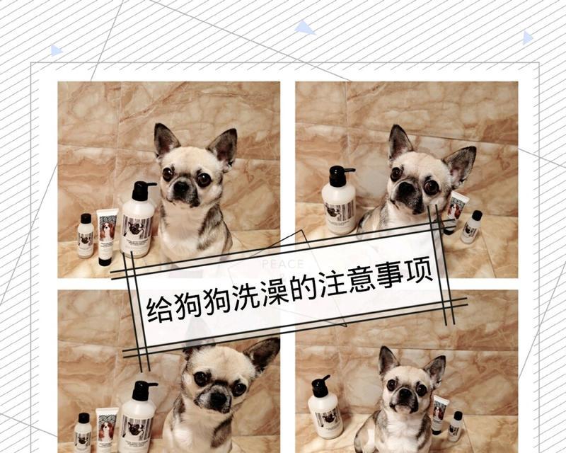 如何正确给宠物犬洗澡（以带狗狗洗澡要注意什么）