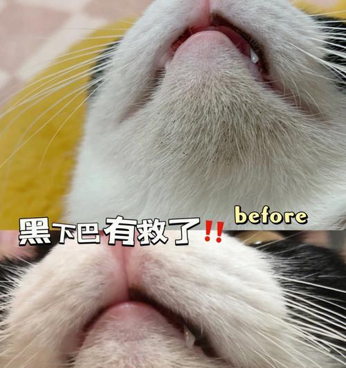 猫咪为什么会有黑下巴？（探究猫咪黑下巴的原因与解决方法）