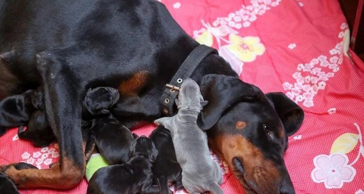 宠物杜宾犬饮食的12个必须知道的规则（以健康为出发点，让杜宾犬吃得健康快乐）