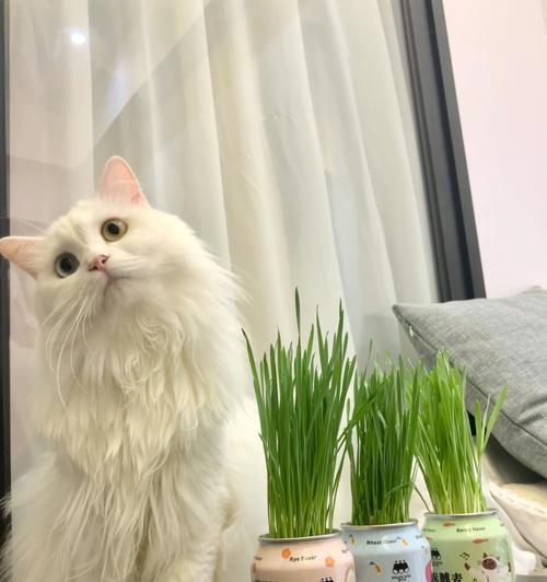 多大的猫咪需要吃猫草？（了解猫草对猫咪的益处及使用方法）