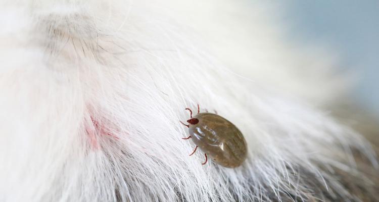 如何防止宠物犬身上的寄生虫？（全面了解宠物犬寄生虫，从预防做起）