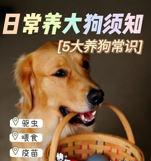 狗狗的饮食管理（如何正确喂食你的爱犬）