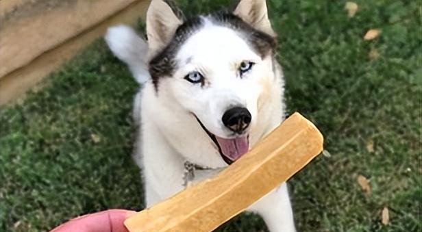 狗狗补钙，从幼犬到老年犬阶段全面补足！