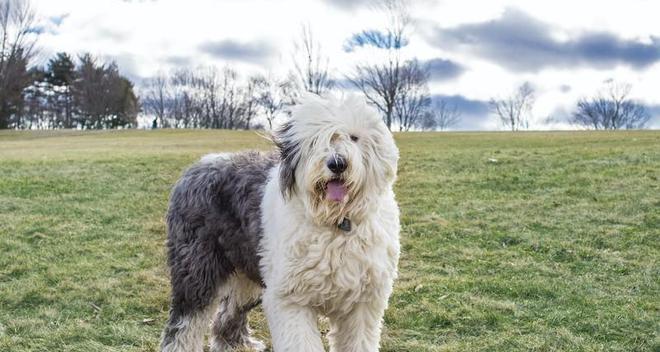 如何打理古代牧羊犬的毛发？（宠物主人必备的毛发护理知识）