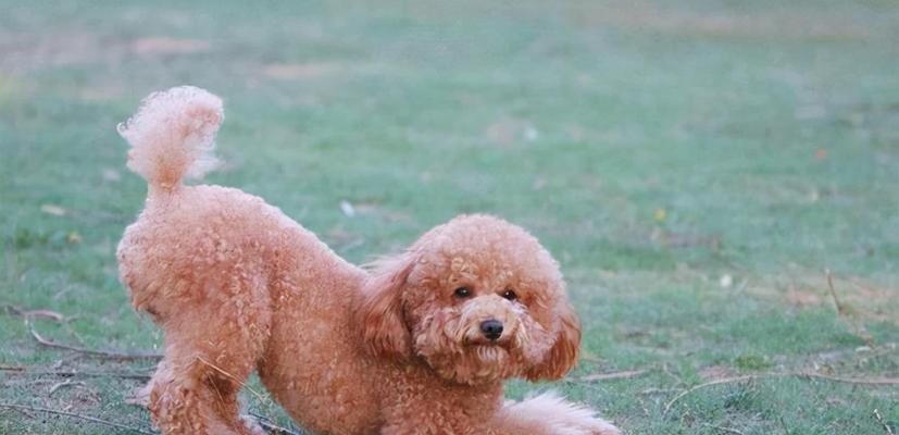 贵宾犬的喂养技巧（健康饮食与正确喂养法）