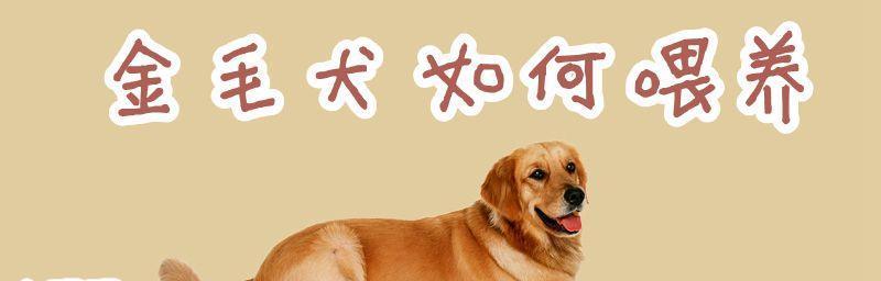 金毛犬妊娠期喂养攻略（让母犬孕育健康宝宝的15个小技巧）