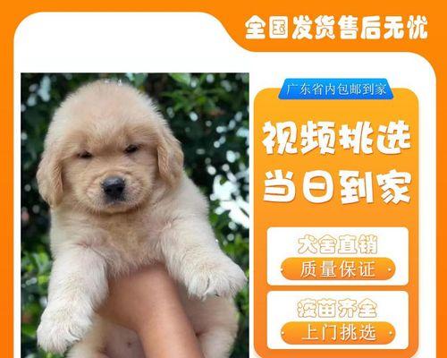 金毛幼犬的基本养护知识（打造健康快乐的金毛宠物生活）