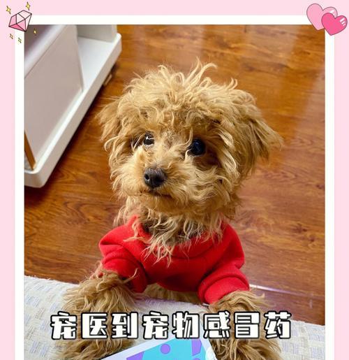 可卡犬耳病防治全攻略（以宠物为主，让爱宠无忧）