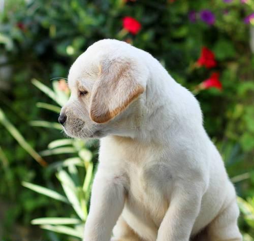 拉布拉多犬的主要用途（探秘拉布拉多犬的神奇能力，让它成为完美的宠物）