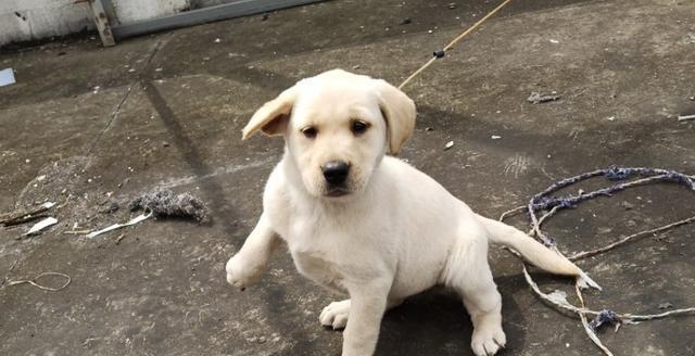 了解拉布拉多犬配种的最佳时间（了解拉布拉多犬配种的最佳时间）