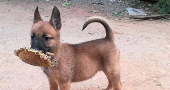 以马犬吐了，宠物的健康需重视！（探究以马犬吐的原因及应对方法，让宠物健康快乐生活。）