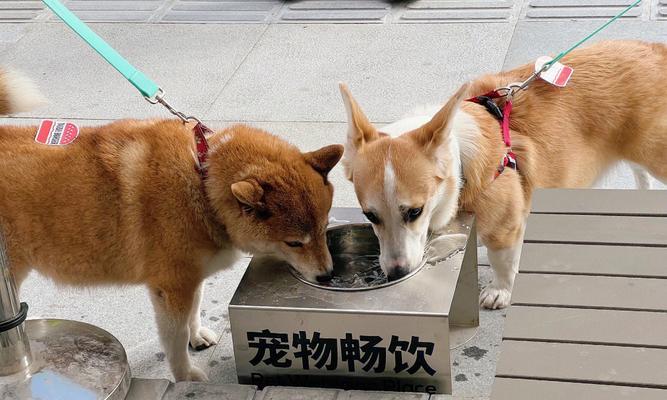 每天带宠物狗狗去运动，让它健康快乐（狗狗的运动需求和好处，以及如何合理安排运动时间）