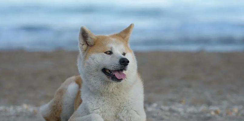 如何选择最佳时期训练秋田犬（以宠物为主，让你的秋田犬成为最优秀的犬只）