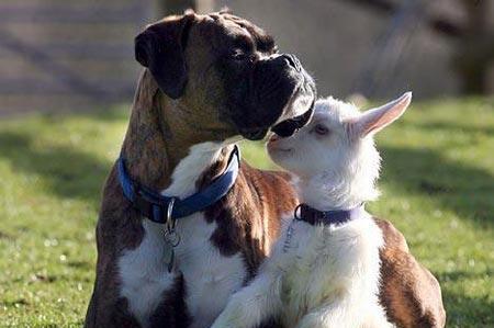 以拳师犬为宠物的喂养要点（如何给拳师犬提供健康的饮食和生活环境？）