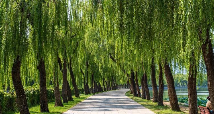 夏日清凉，尖嘴宠物帮你过夏（日本尖嘴宠物的清凉方法大揭秘）