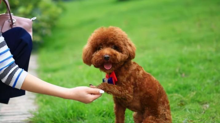 如何给你的泰迪犬梳理毛发（掌握这些技巧，让你的泰迪犬时刻保持清爽）