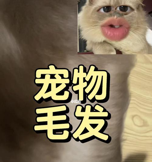 如何护理好宠物猫咪的毛发（宠物猫咪毛发护理的重要性及实用技巧）