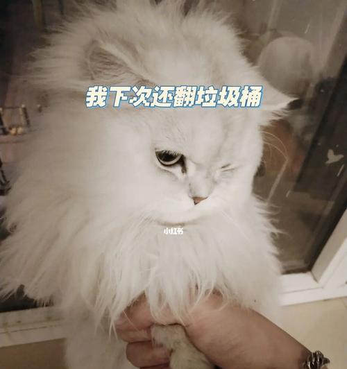 让你的猫停止翻垃圾桶的方法（教你如何改掉猫咪的“坏习惯”）