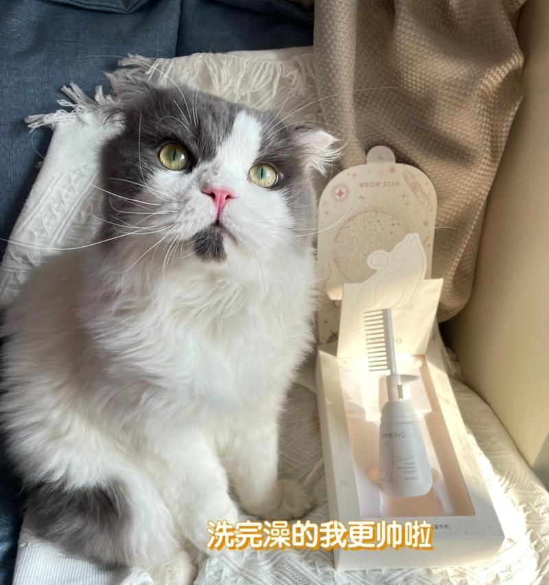 让爱干净的猫咪喜欢洗澡的8大技巧（宠物养护必看，让猫咪洁净如新的方法）