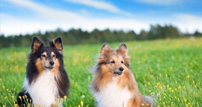 让幼犬适应新环境的技巧（如何让你的宠物幼犬在新环境中快速适应）