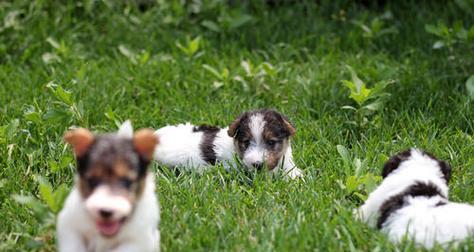 如何喂养饲养猎狐梗犬（宠物喂养技巧，让你的猎狐梗犬健康快乐成长）