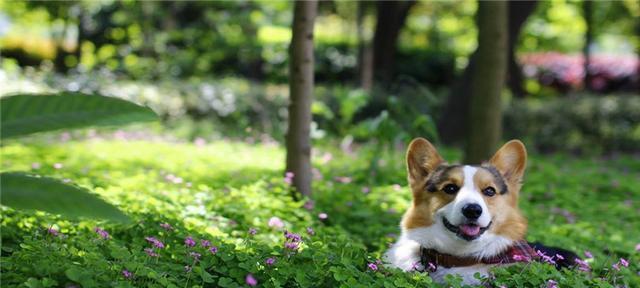 如何训练柯基犬的大小便（用宠物训练技巧让你的柯基犬不再犯错）