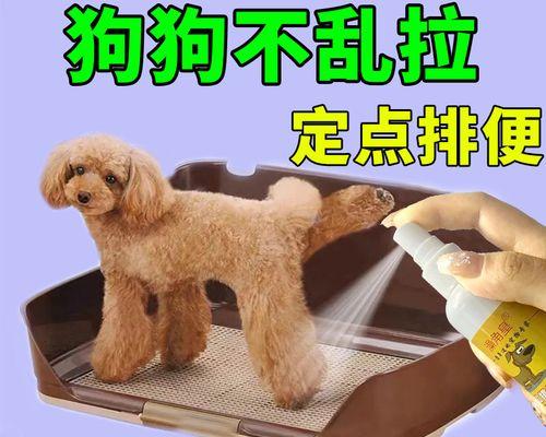 如何训练泰迪犬上厕所（宠物家庭必修课，让泰迪犬做好卫生习惯）