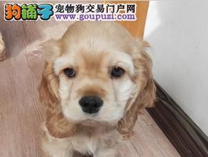 如何进行以赛级大丹犬的美容护理（让您的大丹犬更加优美亮丽）