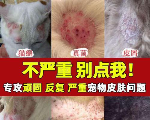 犬的皮肤真菌病全面解析（掌握病因、症状和治疗方法，保护你的宠物不受侵害）