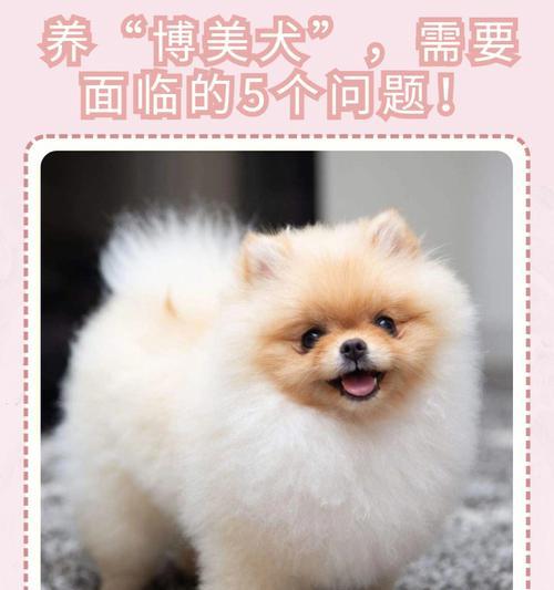 养博美犬的15个事项（从宠物的选择到饲养细节，全方位保障您的爱犬健康快乐成长）