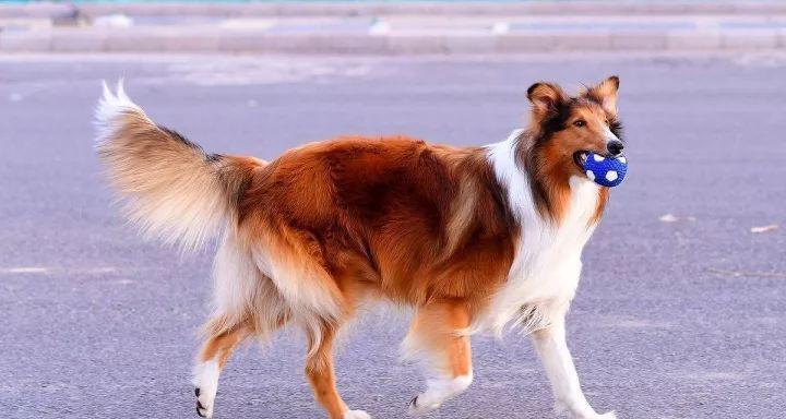 苏格兰牧羊犬常见疾病（了解疾病预防，让宠物健康快乐）