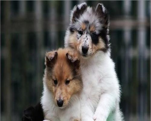 苏格兰牧羊犬的体味问题（一起探讨宠物苏格兰牧羊犬的体味、如何解决体味问题）