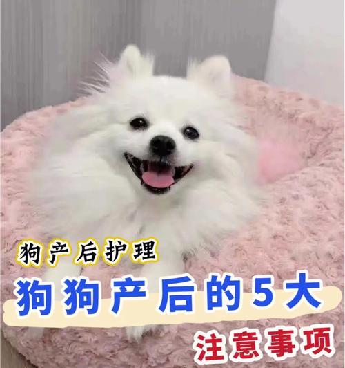 爱宠美容指南（狗狗美容必知的注意事项）