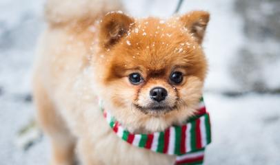 冬季博美犬的养护秘籍（保证宠物舒适度，科学饮食让博美健康）