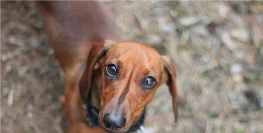 高加索犬可以吃鸡肝吗？——让您的宠物健康饮食的指南