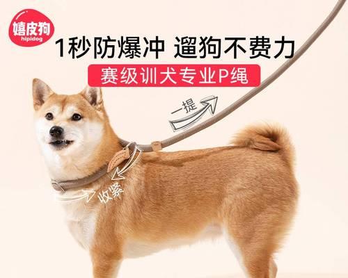 金毛犬最佳训练时期解析（如何在宠物金毛犬成长期内进行科学有效的训练？）