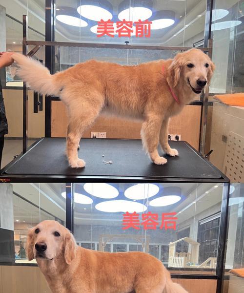 宠物美容（金毛犬美容注意事项）