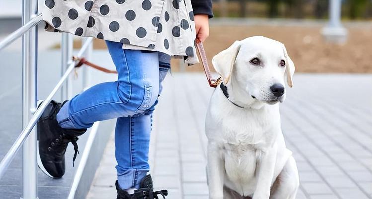 如何训练你的拉布拉多犬成为顺从的宠物（掌握拉布拉多犬训练技巧，让你的狗狗成为乖巧的伴侣）