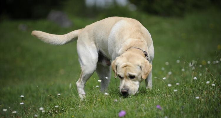 如何训练一岁多的拉布拉多犬（宠物狗的训练方法、拉布拉多犬的性格特点和训练重点）