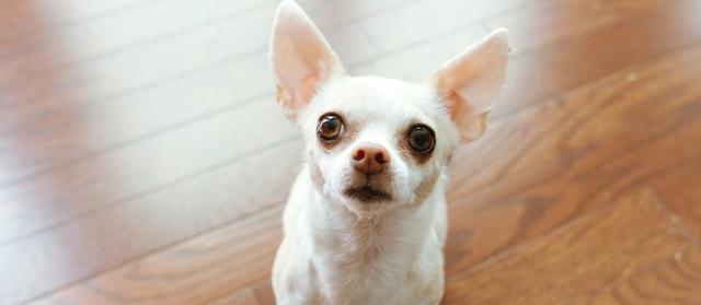 老年犬的运动量控制（宠物主人需注意老年犬的健康问题）