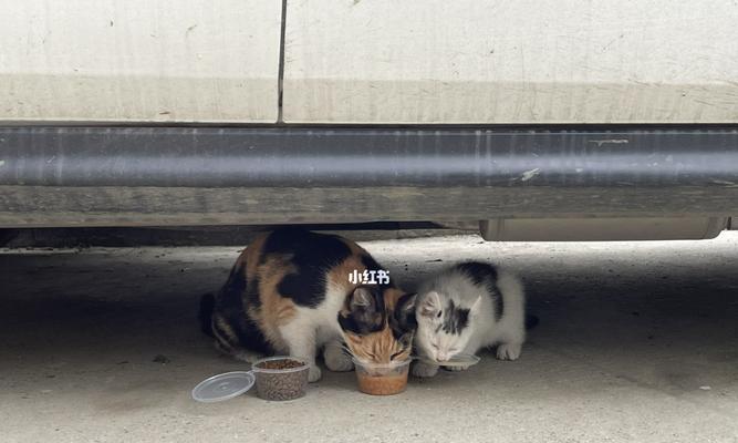 流浪猫收养指南（从领养前的准备到领养后的关怀，全面解读流浪猫收养流程）