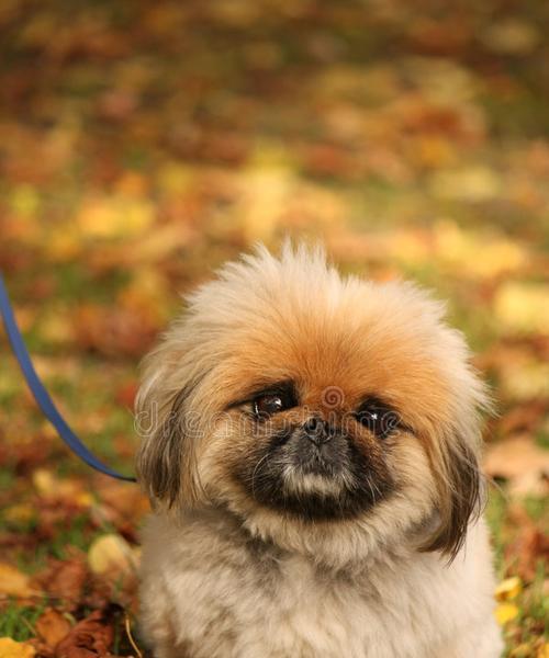 以罗福梗犬眼部护理为主的注意事项（做好眼部护理，保障宠物健康）