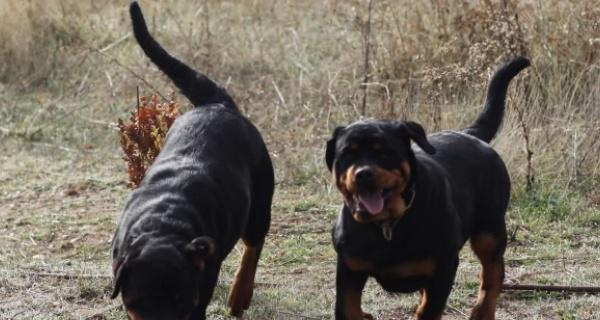 如何养护一只健康的罗威纳犬？（全面解析罗威纳犬的饲养技巧与健康保健秘籍）