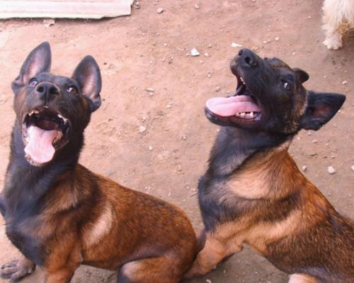 了解以马犬的温度需求（宠物的保暖小贴士，宠爱以马犬）