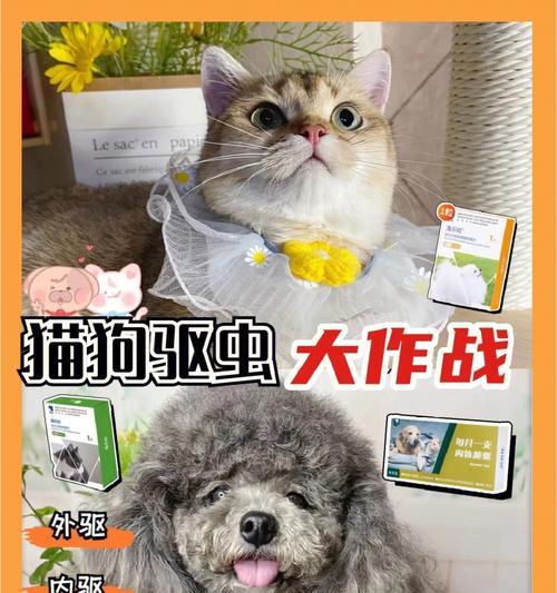 爱宠小心，以猫猫狗狗不“马虎”（为了宠物的健康和幸福，我们必须做好这些！）