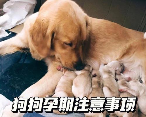 如何判断母犬是否怀孕？（掌握这些技巧，轻松检测宠物孕情）